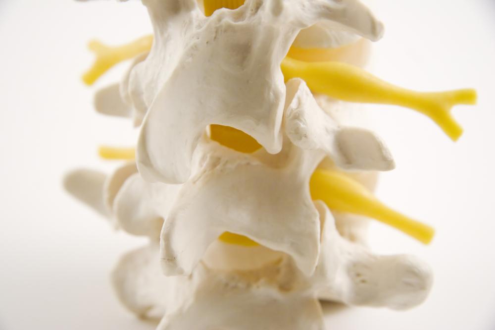 Spinal cord after being adjusted by our Atlanta chiropractor